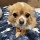 チワワ(ロング)