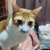 雑種