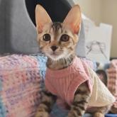 雑種