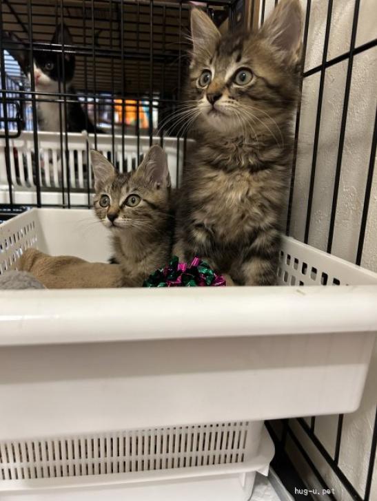 猫の里親募集】大阪府・雑種・2ヶ月キジトラ長毛短毛兄妹（ID:2310