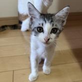 雑種