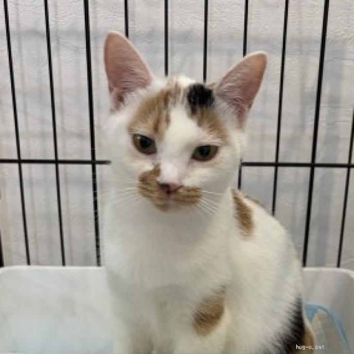 猫の里親募集】三重県・雑種・人懐こい三毛猫 みつ（ID:2607-00479