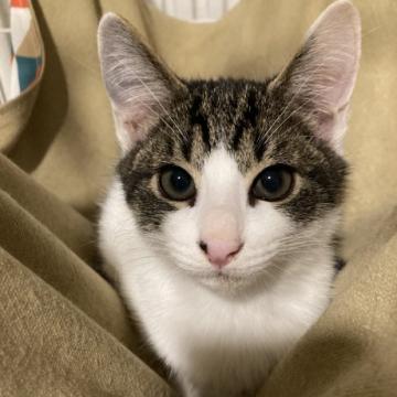 猫の里親募集】静岡県・雑種・キジ白ハチ割れ・幸せ引っ掛けるカギ