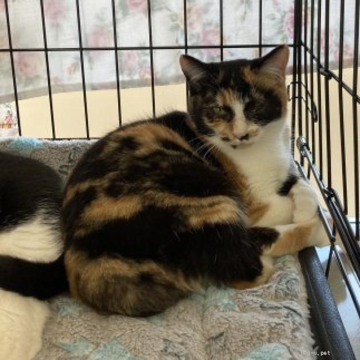 猫の里親募集】三重県・雑種・かわいい三毛猫のみかん（ID:2502-00897