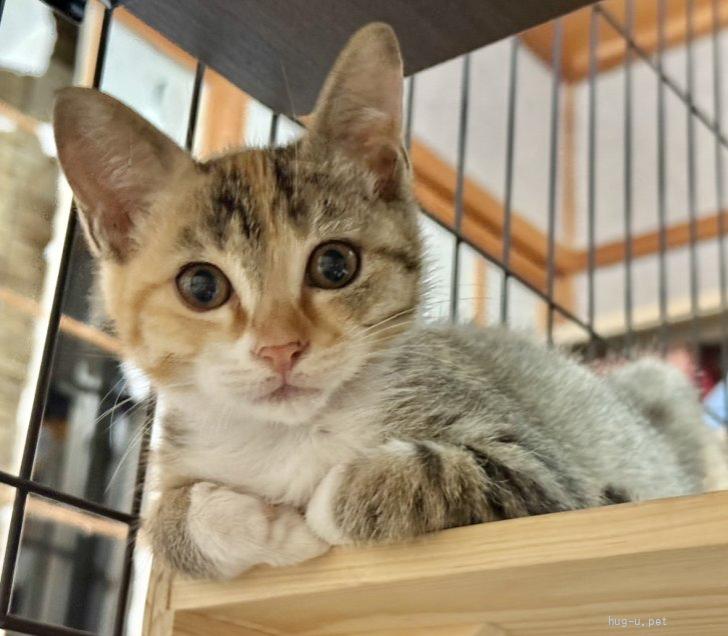 猫の里親募集】奈良県・雑種・3ヶ月！おてんばキジ三毛の女の子、なつ