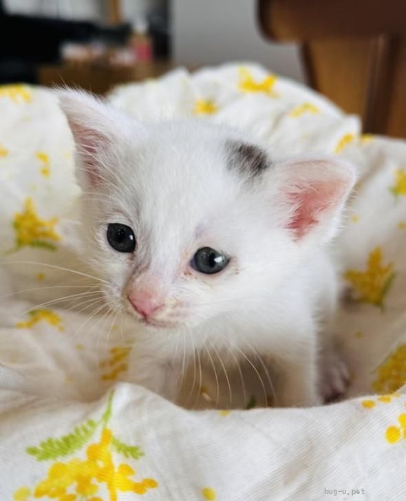 猫の里親募集】奈良県・雑種・キジシロ（ほぼ白！）の女の子、イブ