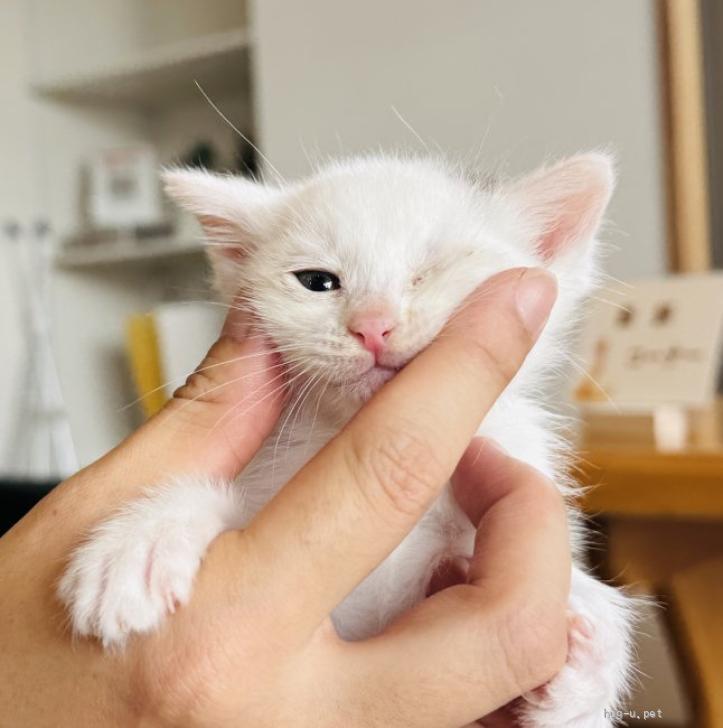 猫の里親募集】奈良県・雑種・キジシロ（ほぼ白！）の女の子、イブ