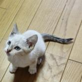 雑種
