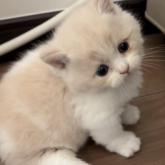 マンチカン