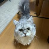 ミヌエット