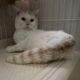 スコティッシュフォールド