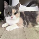 スコティッシュフォールド