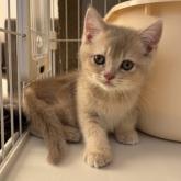 ブリティッシュショートヘア