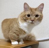 マンチカン