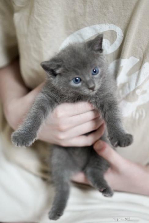 猫の里親募集】埼玉県・ロシアンブルーMIX・5匹 兄弟姉妹でわんぱくに