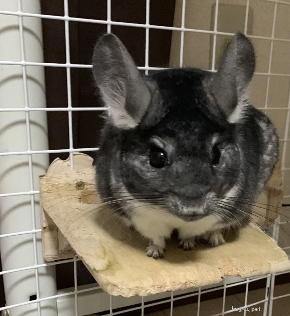 小動物の里親募集 埼玉県 チンチラ チンチラ グレー 男の子 ハグー みんなのペット里親情報 Id 2107