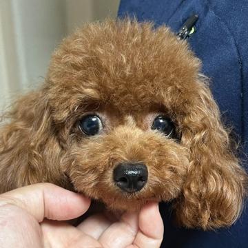 犬 × トイプードルの里親募集一覧｜並び順：掲載日が新しい順(23ページ目)｜ハグー -みんなのペット里親情報