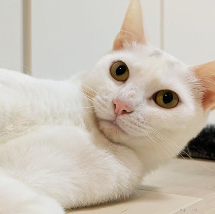猫の里親募集】東京都・雑種・むく♀1歳4ヶ月:7/26譲渡会参加（ID:2607