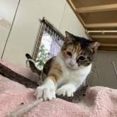 雑種