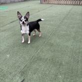 チワワ(スムース)