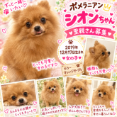 ポメラニアン