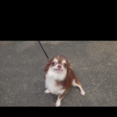 チワワ(ロング)