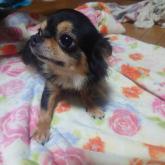 チワワ(ロング)