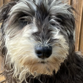 ミニチュアシュナウザー