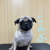 パグ