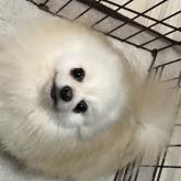 ポメラニアン