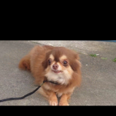 チワワ(ロング)