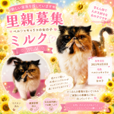 ペルシャ