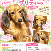 ミニチュアダックスフンド(ロング)