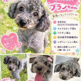 トイプードル