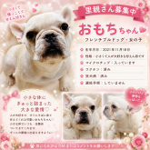 フレンチブルドッグ