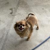 チワワ(ロング)