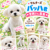 マルチーズ