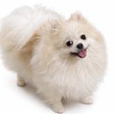 ポメラニアン