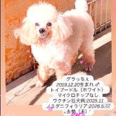 トイプードル
