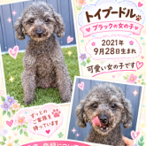 トイプードル
