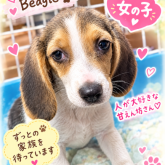 ビーグル