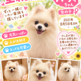 ポメラニアン