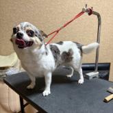 チワワ(スムース)