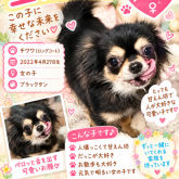 チワワ(ロング)