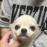 チワワ(ロング)