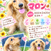 ミニチュアダックスフンド(ロング)