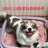 チワワ(スムース)