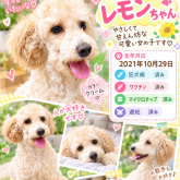 トイプードル