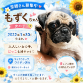 パグ