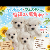 雑種